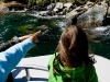 Fur Seals entdeckt Fur Seals entdeckt