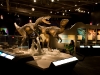 Dinos im Te Papa Dinos im Te Papa