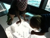 Auckland unter Glas