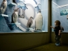 Pinguine. Ausgestopft. Toll. Pinguine. Ausgestopft. Toll.