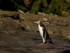 Pinguin(e)! In echt!