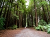 Redwoods