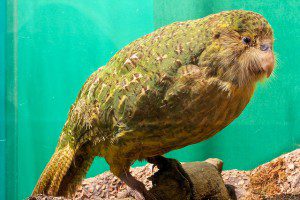Kakapo tewahipounamu 300x200 Die Small Five von Neuseeland   wer sind eure Favoriten?