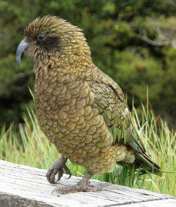 Kea Anita363 256x300 Die Small Five von Neuseeland   wer sind eure Favoriten?