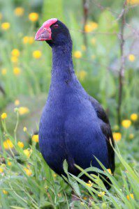 Pukeko 199x300 Die Small Five von Neuseeland   wer sind eure Favoriten?