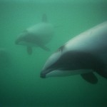 dolphin zorankovacevic 150x150 Die Small Five von Neuseeland   wer sind eure Favoriten?