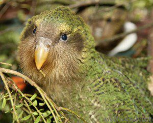 Trauriger Kakapo 1585y81 300x240 Und die Sieger sind… Gewinner des Small Five Rankings von Neuseeland