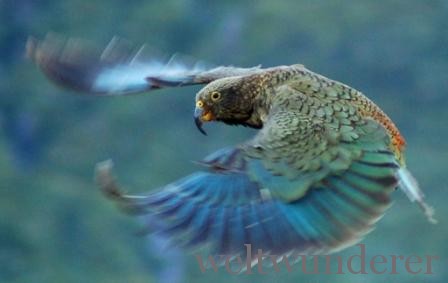 flying_kea_1 flying kea 1 Und die Sieger sind… Gewinner des Small Five Rankings von Neuseeland