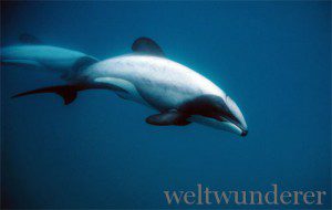 Hector-Delfin p4674sd 300x190 Und die Sieger sind… Gewinner des Small Five Rankings von Neuseeland