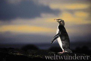 yellow eyed penguin yellow eyed penguin 300x202 Und die Sieger sind… Gewinner des Small Five Rankings von Neuseeland