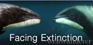 Mauis dolphins change org2 300x146 Petition: Neuseeland, deine Delfine – ein Trauerspiel
