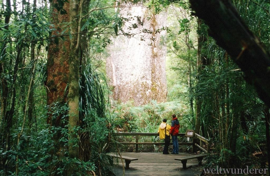 Tane Mahuta Kauri Forest