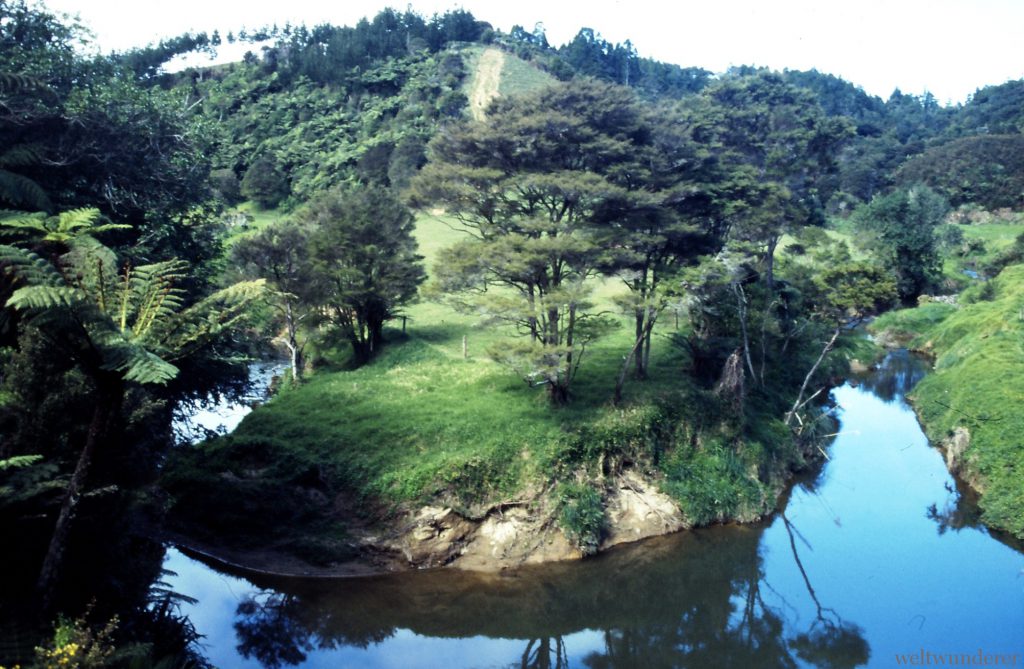 Mangapohue Scenic Reserve