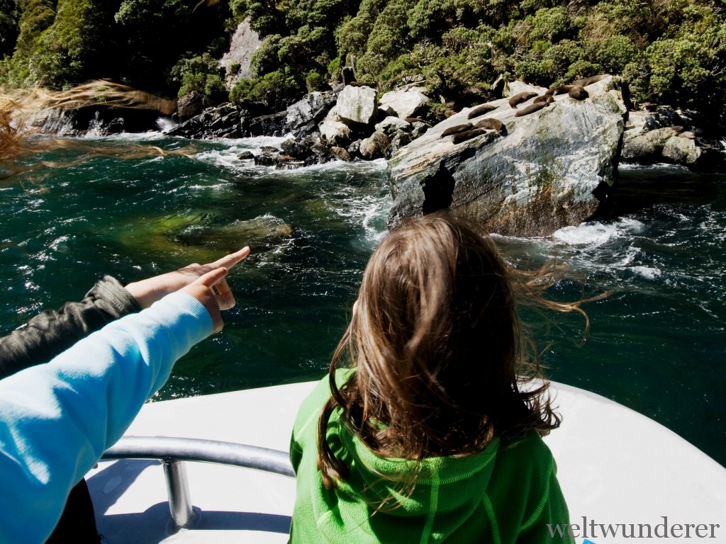 Milford Sound Tour Fur Seals