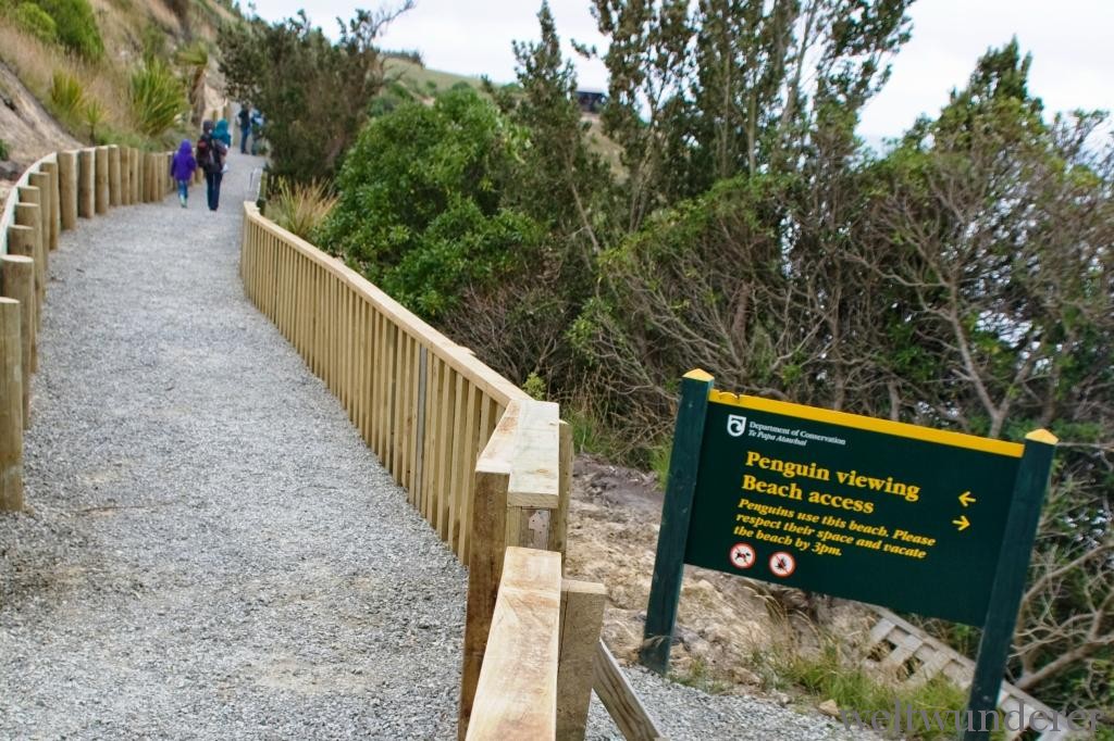 Pinguine sehen in Neuseeland Bushy Beach in Oamaru