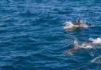 Schwimmen mit Delfinen Tauranga Bay of Plenty