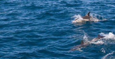 Schwimmen mit Delfinen Tauranga Bay of Plenty