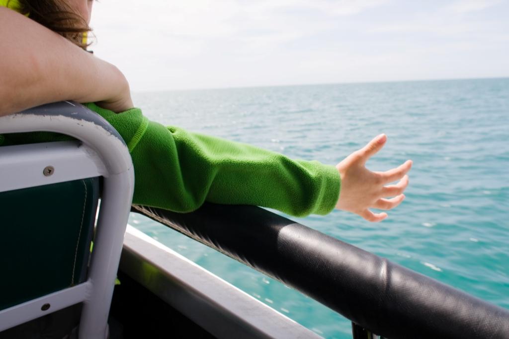 Schwimmen mit Delfinen in Neuseeland: was für eine Erfahrung! 6