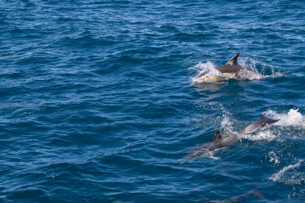 Schwimmen mit Delfinen in Neuseeland: was für eine Erfahrung! 7