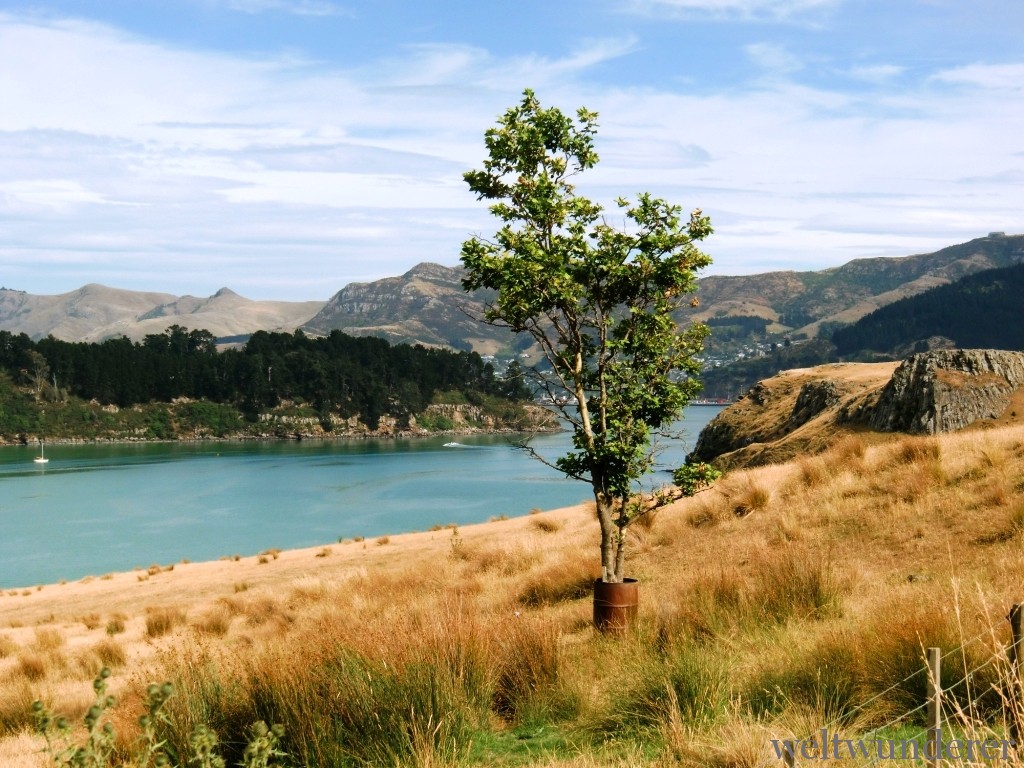 Banks Peninsula Baum im Fass