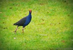 Pukeko