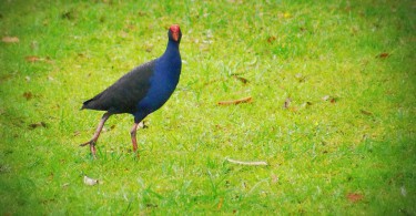 Pukeko