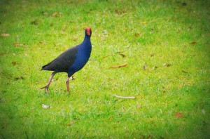 Pukeko_Brenda Anderson Pukeko