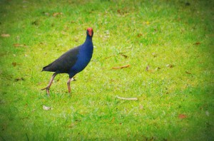 Pukeko