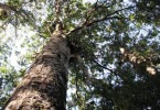 Kauri Tree Tane Mahuta, Lord of the Forest