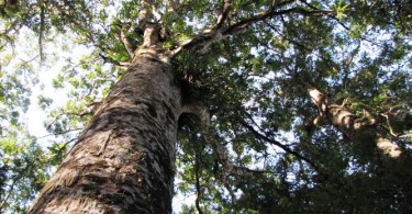 Kauri Tree Tane Mahuta, Lord of the Forest