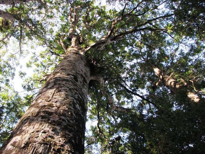 Kauri Tree Tane Mahuta, Lord of the Forest