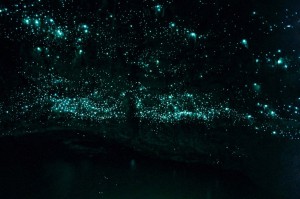 Glowworms Waitomo New Zealand