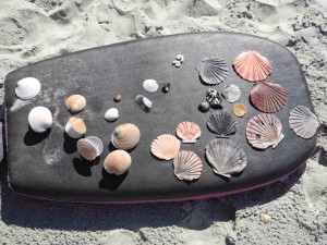 Neuseeländische Muscheln auf Bodyboard