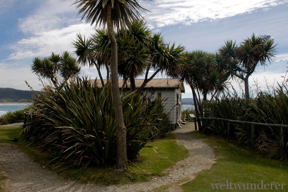 Curio Bay Holiday Park Flax