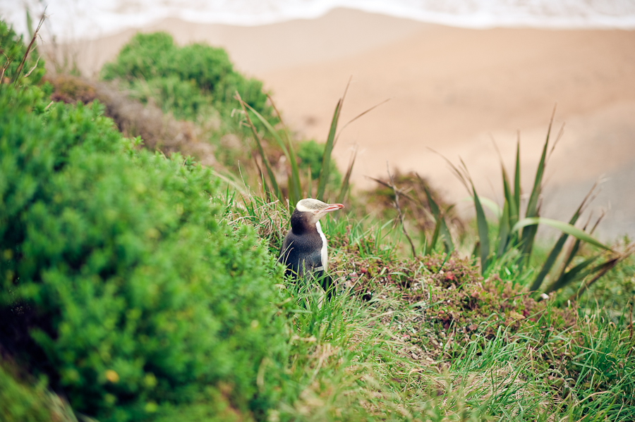 Gelbaugenpinguin in Oamaru, by Katja Heil