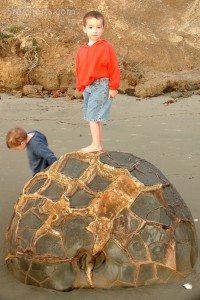 Moeraki Boulders