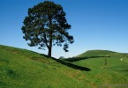 Matamata Neuseeland im Frühling