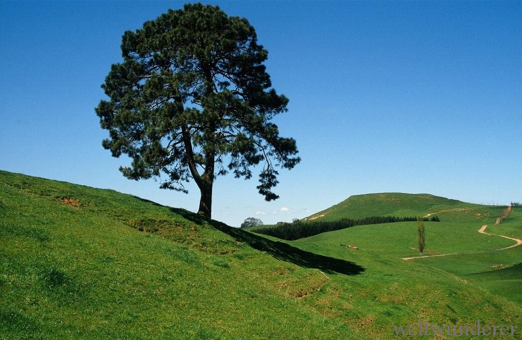 Matamata Neuseeland im Frühling