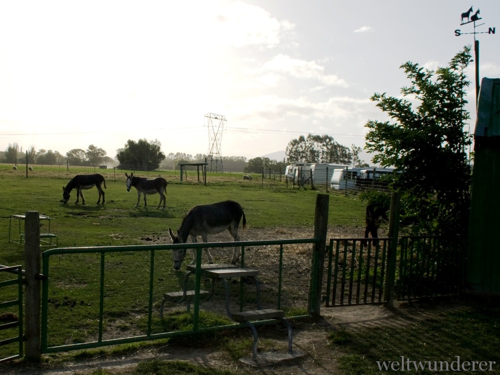 Donkeys Farmyard Holiday Park Geraldine