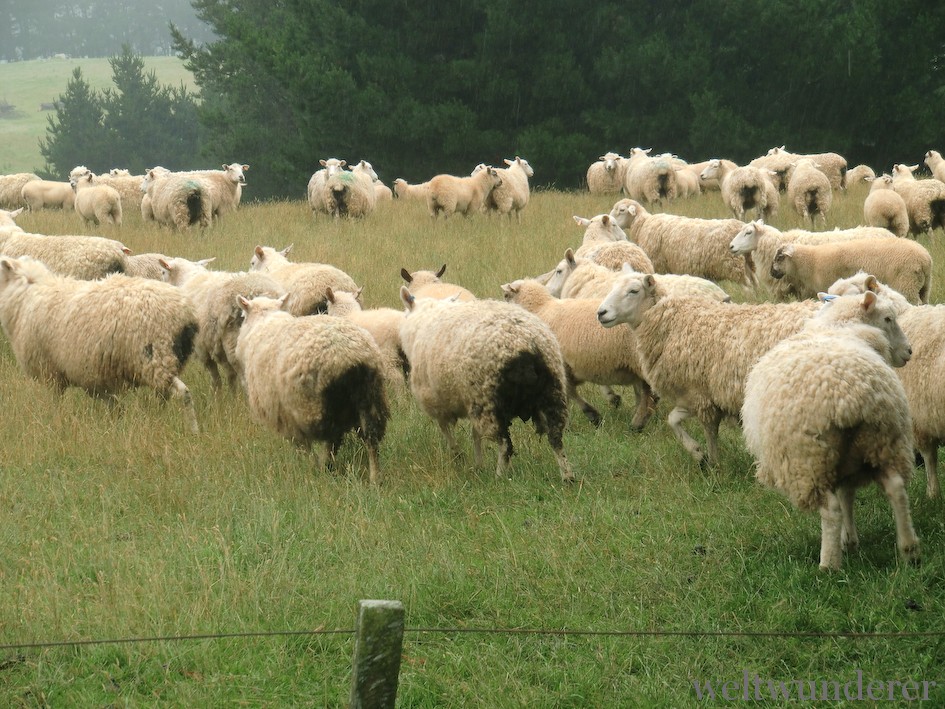 Fleeing sheep