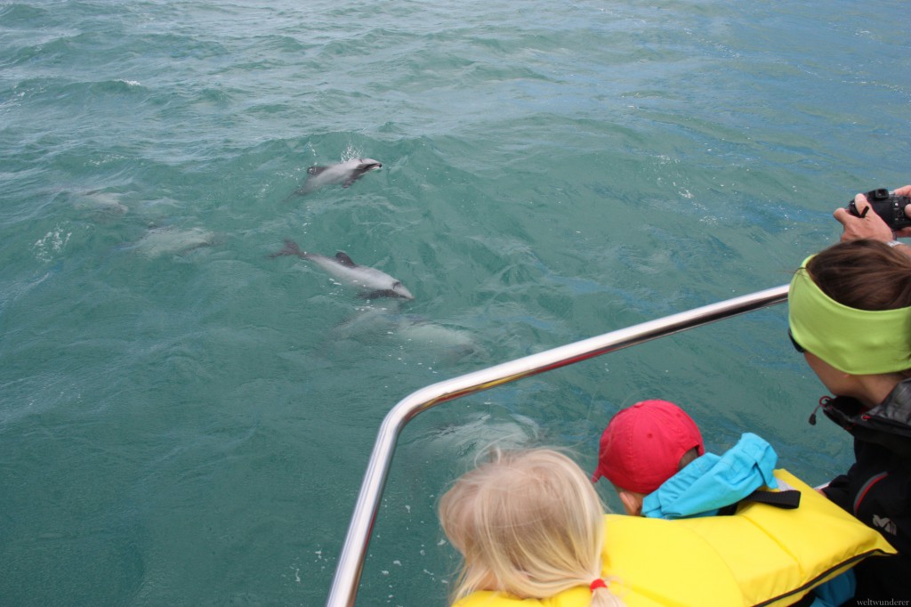 Hector-Delfine in Akaroa © Hartmut Vogt