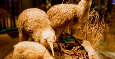 Kiwi sehen in Neuseeland Rotorua