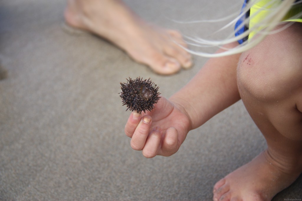 Seeigel © Hartmut Vogt