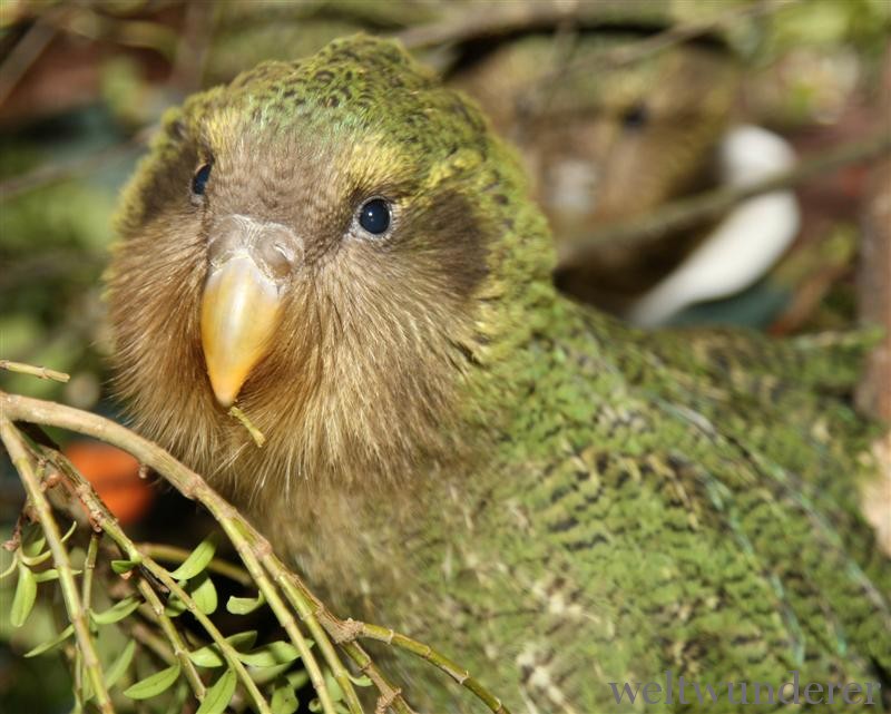 Trauriger Kakapo