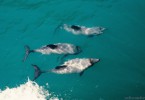 Hector-Delfine in Akaroa 2002