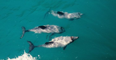 Hector-Delfine in Akaroa 2002