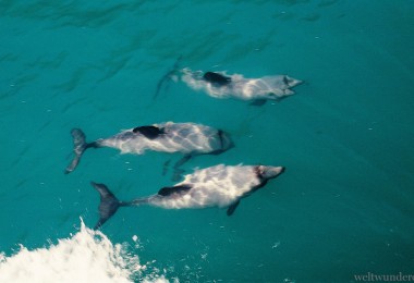 Hector-Delfine in Akaroa 2002
