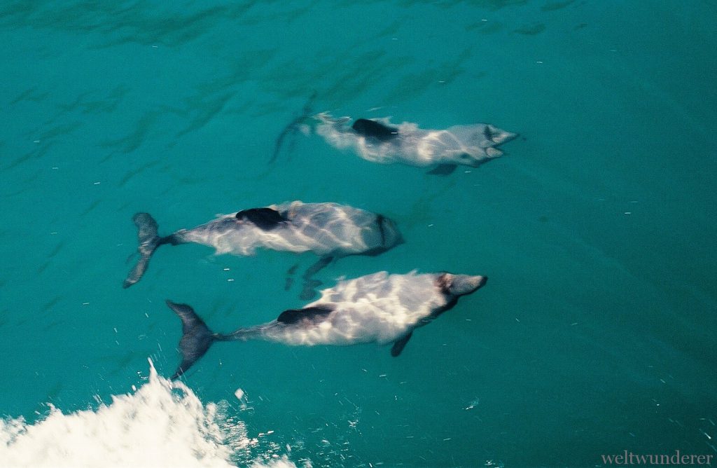 Hector-Delfine in Neuseeland Akaroa