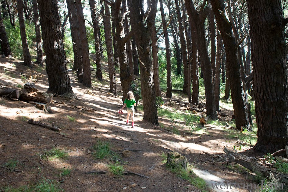 Mount Victoria LOTR Location Wellington