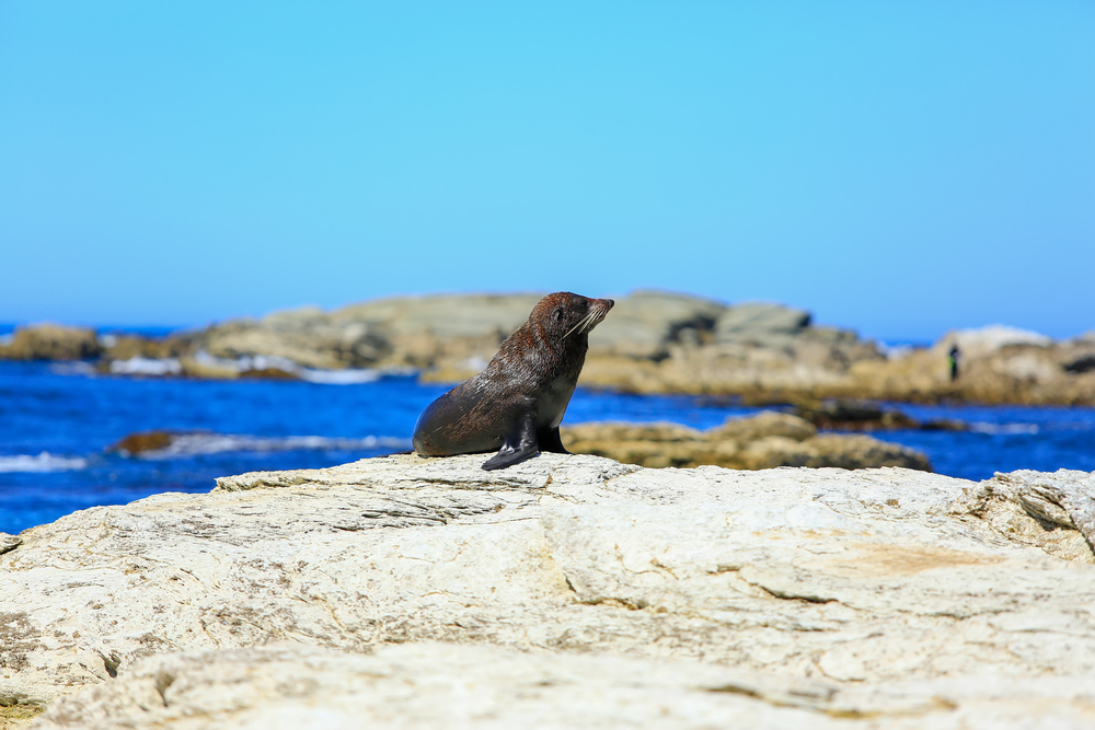 Kaikoura